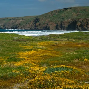 Lasthenia, Christy Beach, Santa Cruz Island