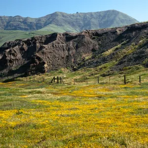 Lasthenia, Christy Beach, Santa Cruz Island