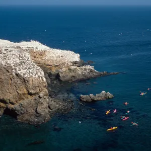 kayaks, Scorpion Rocks, Santa Cruz Island