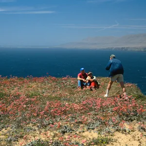 Eriogonum grande rubescens, North of Sauces Point, Santa Cruz Island