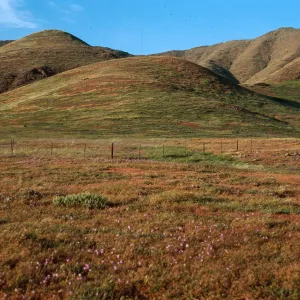 hills, near Fraser Point, Santa Cruz Island