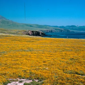 Lasthenia, Fraser Point, Santa Cruz Island