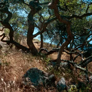 Quercus pacifica, Reparo Viejo Canyon, Santa Cruz Island