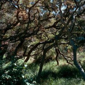 Quercus pacifica, road to Coches Prietos, Santa Cruz Island