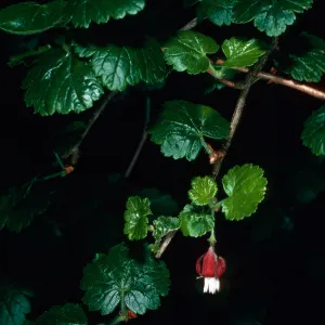 Ribes thacherianum, just East of Campo Raton, Santa Cruz Island