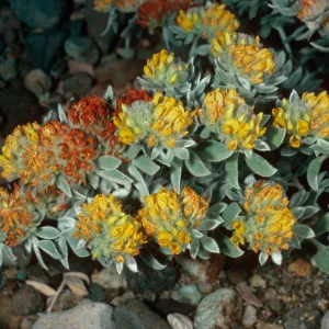 Lotus argophyllus niveus, Central Valley, near field station, Santa Cruz Island