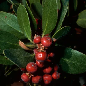 Arctostaphylos tomentosa subcordata, canyon East of Lagunitas Secas, Santa Cruz Island