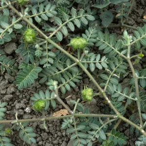 Seal Beach, Tribulus, Orange County