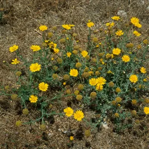 Chrysanthemum coronarium, North Island, San Diego County