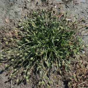 Hedypnois cretica, North Island, San Diego County
