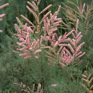 Tamarix ramosissima, El Centro, Imperial County