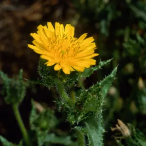 Picris echioides, Santa Barbara Botanic Garden