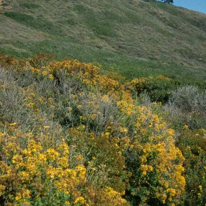 Hypericum, Point Loma, San Diego County