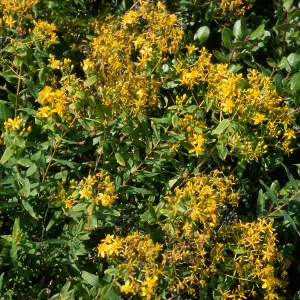 Hypericum, Point Loma, San Diego County