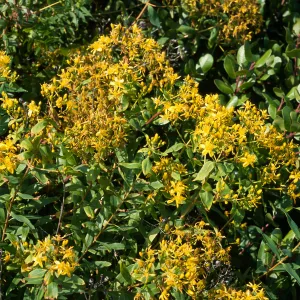 Hypericum, Point Loma, San Diego County