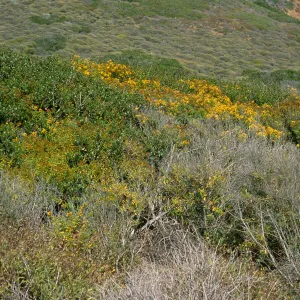 Hypericum, Point Loma, San Diego County