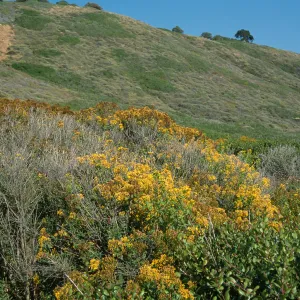 Hypericum, Point Loma, San Diego County
