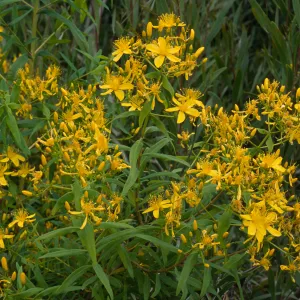 Hypericum, Point Loma, San Diego County