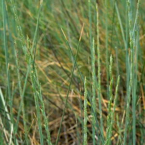 Elytrigia, Seal Beach, Orange County