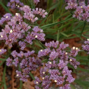 Limonium, Point Loma, San Diego County