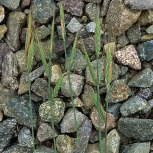 Brachypodium, Point Loma, San Diego County
