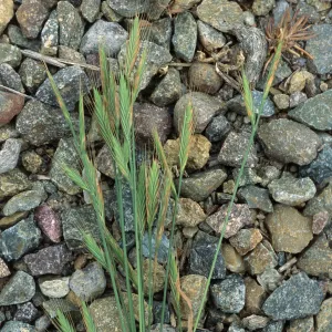 Brachypodium, Point Loma, San Diego County