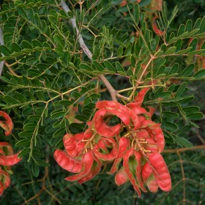Caesalpinia, Point Loma, San Siego County