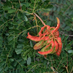 Caesalpinia, Point Loma, San Siego County