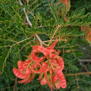 Caesalpinia, Point Loma, San Siego County