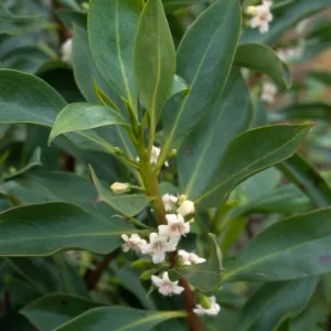 Myoporum, Point Loma, San Diego County