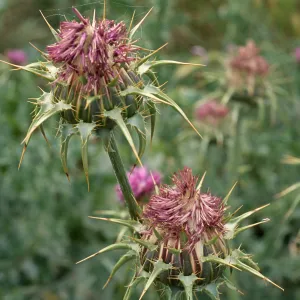 Silybum marianum, Seal Beach, Orange County