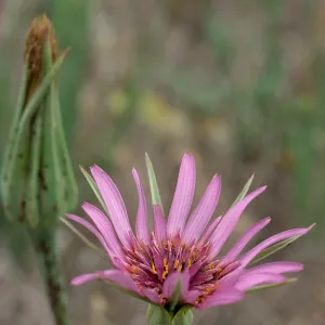 Silybum marianum, flowering 