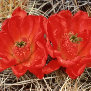 Echinocereus triglochidiatus variety mojavensis (wildrose), near Charcoal Kilns, Death Valley