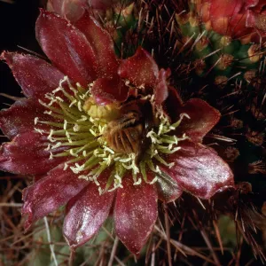 Opuntia prolifera w/bee, Laguna Canyon, Santa Cruz Island