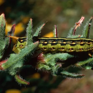 Hornworm on Camissonia, mouth of Pozo Canyon, Santa Cruz Island