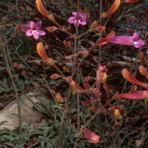 Penstemon scapoides, Schulman Grove, White Mountains, Owens Valley, Sierra Nevada