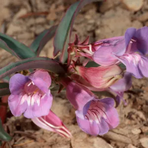 Penstemon speciosus, Schulman Grove, White Mountains, Owens Valley, Sierra Nevada