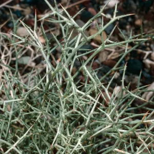 Lygodesmia spinosa, Westgard Pass, Inyo National Forest, White Mountains