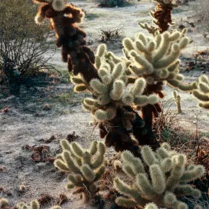 Opuntia bigelovii, Anza Borrego