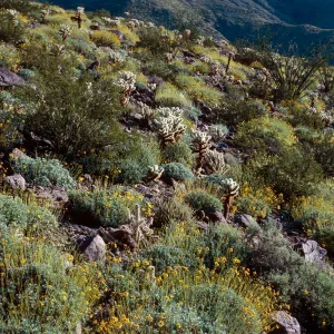 Encelia farinosa, Anza Borrego