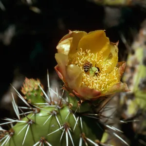 Opuntia littoralis w/bees, ridge east of Cottonwood Canyon,Santa Cruz Island