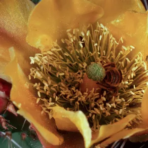 Opuntia littoralis, mouth of Olsens Cave, Santa Cruz Island