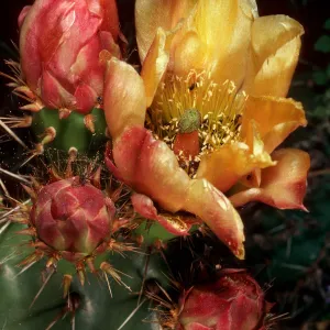 Opuntia littoralis, mouth of Olsens Cave, Santa Cruz Island