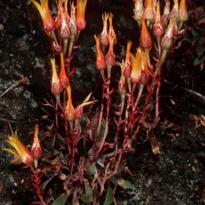 Dudleya cymosa marescens, Yerba Buena/Cotharin Road, Santa Monica Mountains
