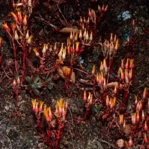 Dudleya cymosa marescens, Yerba Buena/Cotharin Road, Santa Monica Mountains