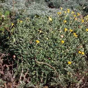 Malacothrix incana, East of Red Eye, San Nicolas Island