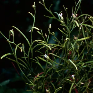 Sibara filifolia, Santa Barbara Botanic Garden