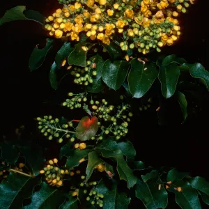 Mahonia pinnata insularis (=Berberis), Santa Barbara Botanic Garden