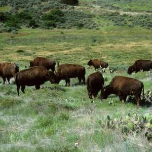 bison, road to Isthmus, Catalina Island