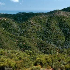 burned Cupressus sargentii, looking South across Villa Creek, Lions Den, Big Sur